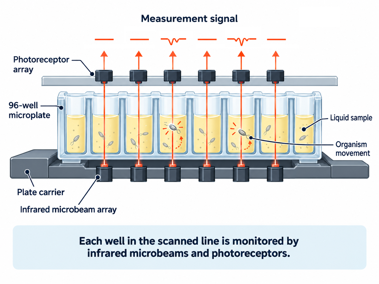 Illustration of infrared beams and microplate-based locomotor detection